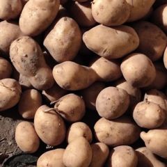 土豆原种销售 沃土原种，雪川红原种