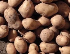 土豆原种销售 沃土原种，雪川红原种