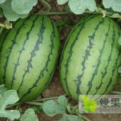安徽砀山大量供应西瓜、甜瓜