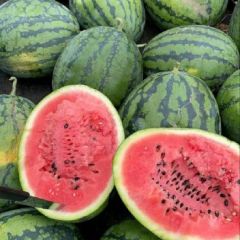 阳西大量黑美人产地直销 漂亮甜王大产地火爆上市