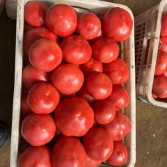 博野县刚下来的最优质西红柿