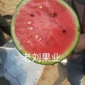 大量供应小糖丸 全美小糖丸