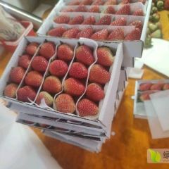 四季草莓，精品包装