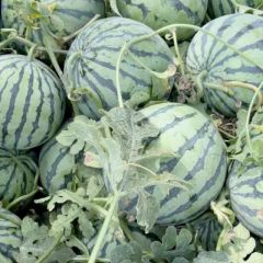 大量麒麟美都，8424上市中