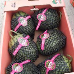 大量供应，小糖丸，早春红玉