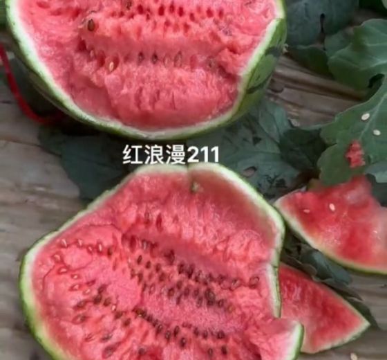 早春红玉价格
