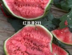 安徽省砀山县产地直发，小糖丸，礼品西瓜