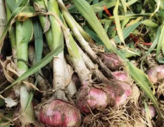 2026本地紫皮大蒜、把子蒜大量上市中0.15元