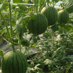各种礼品瓜，甜瓜，甜王西瓜15866569399