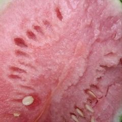 许营西瓜大量上市，