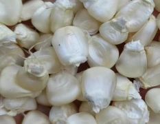 产区直供白糯玉米粒-自有基地种植并常年代收