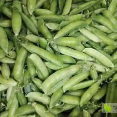 本地豌豆大量上市中，物美价廉质量一流欢迎