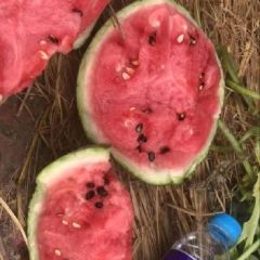 江苏东台精品有籽8424西瓜包熟包甜/货