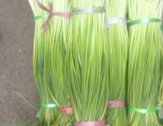 红帽蒜苔大量上市
