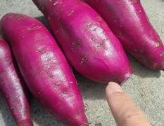 全年供应紫薯各大品种产地现场打包分拣挑选