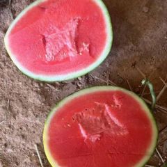 2025广东阳西县西瓜上市了