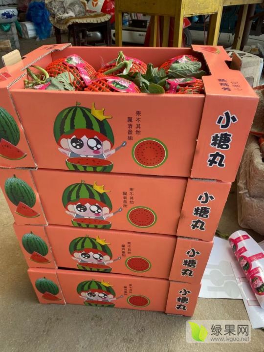 小型礼品瓜价格