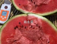 山東濰坊西瓜代收代發(fā)