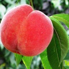 蜜桃，毛桃，红杏