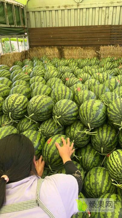 甜王系列价格