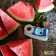 有籽无籽美都外型美观，成熟度高，