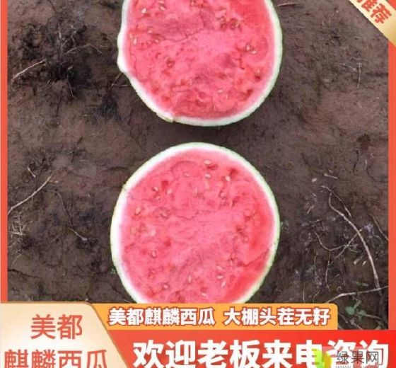 麒麟西瓜价格