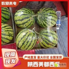 美度西瓜批发，美度西瓜基地价格，大棚美度西瓜产地
