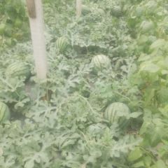 大棚甜王系列西瓜大量上市 欢迎新老客户前来合作采购