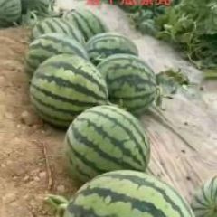 大量供应大棚有籽，无籽美都西瓜