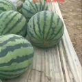 大量供应美都西瓜