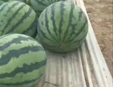 大量供应美都西瓜