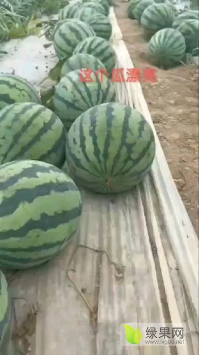 美都西瓜价格