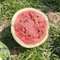 河南太康麦茬有籽美都大量上市中