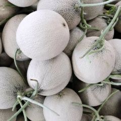 大量供应网文蜜瓜