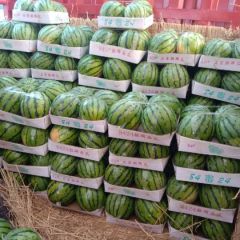 湖南岳阳大棚美都无籽西瓜