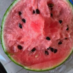 潍坊寒亭固堤西瓜 小糖丸2K头茬吊瓜