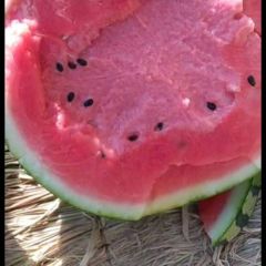 本地甜王西瓜大量上市