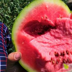 南乐县甜王系列个大皮薄口感甜脆