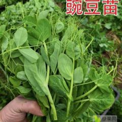翠玉276苗用豌豆种子