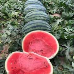 露天甜王西瓜大量供应中，口感超甜