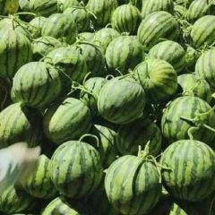 美都，甜王，k4 诚信为主代发全国