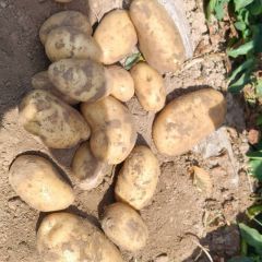 河南土豆，大量供应，各种规格都有货
