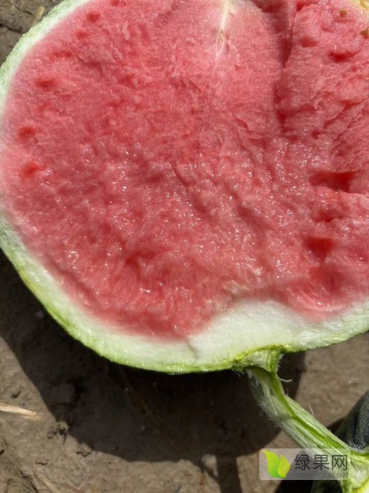 美都无籽西瓜价格