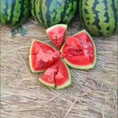 明村甜王西瓜大量上市中