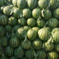 双星，甜王大量现货