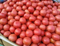 中牟硬粉西红柿大量供货需要的联系18339966308