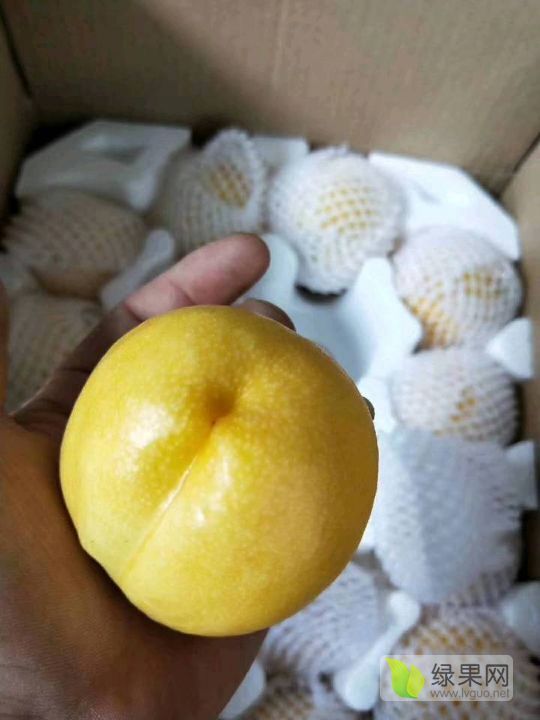 2024年山东蒙阴中油5号价格
