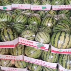 商丘市睢阳区娄店乡精品美都大量上市