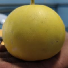 早甜脆，绿宝石