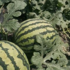 有要的速度，600亩甜王系列